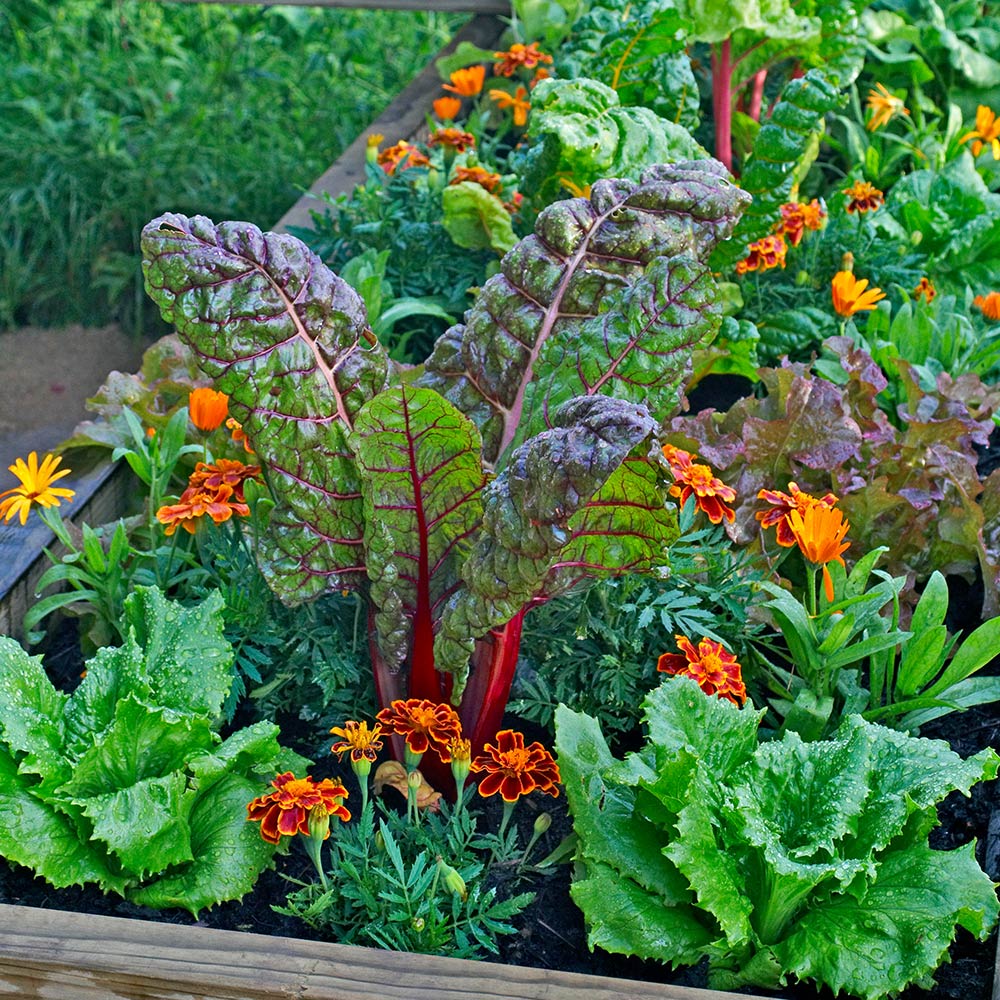 What Vegetables and Flowers Grow Well Together?